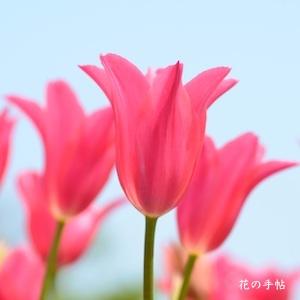 チューリップ ジャクリーン Tulip Jacqueline 花の手帖のwebチューリップ図鑑