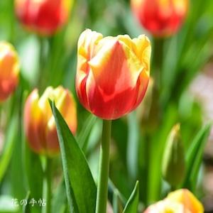チューリップ マルカント Tulip Markant 花の手帖のwebチューリップ図鑑