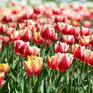 チューリップ マルカント Tulip Markant 花の手帖のwebチューリップ図鑑