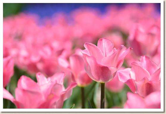 チューリップ ミスエレガンス Tulip Miss Elegance 花の手帖のwebチューリップ図鑑