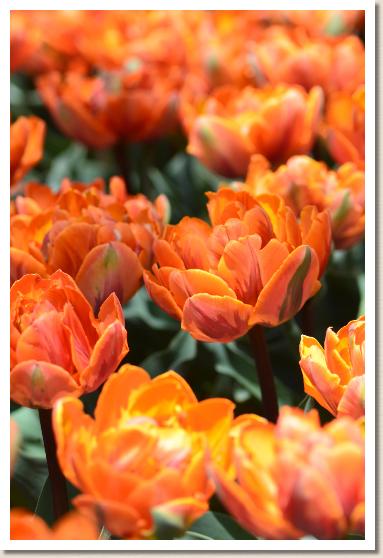チューリップ オレンジプリンセス Tulip Orange Princess 花の手帖のwebチューリップ図鑑