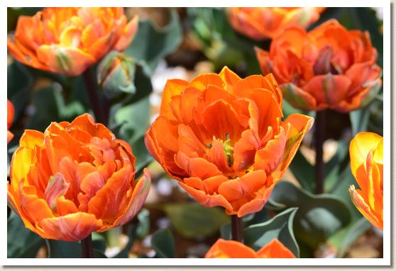 チューリップ オレンジプリンセス Tulip Orange Princess 花の手帖のwebチューリップ図鑑