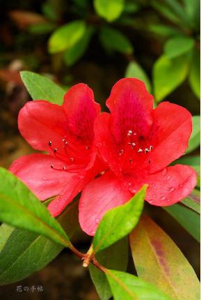 ツツジ 躑蠋 ケラマツツジ 慶良間躑躅 100種類のつつじを美しい写真で紹介する花の手帖のwebツツジ図鑑