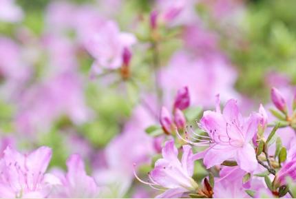 ツツジ 躑蠋 サクラゴロモ 桜衣 100種類のつつじを美しい写真で紹介する花の手帖のwebツツジ図鑑