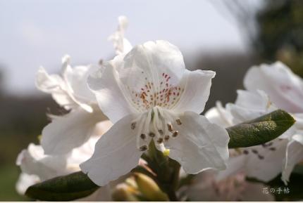 ツツジ　サクラツツジ（桜躑躅）｜花の手帖の躑躅図鑑