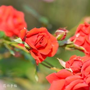 バラ　ウラワレッドダイヤモンズ（ROSE　Urawa Red Daiamonds）｜花の手帖のバラ図鑑