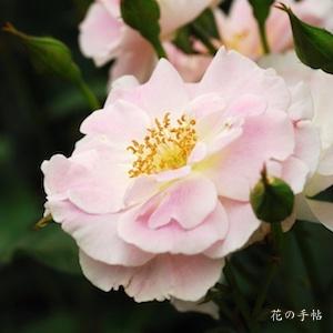 バラ　ウスゲショウ（薄化粧）（ROSE　Usugeshou）｜花の手帖のバラ図鑑