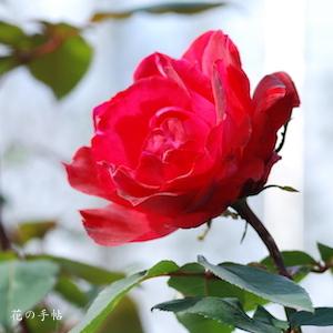 バラ　ウタゲ（宴）（ROSE　Utage）｜花の手帖のバラ図鑑
