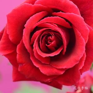 バラ　ヴェルヴェットフレグランス（Velvet Fragrance）｜花の手帖のバラ図鑑