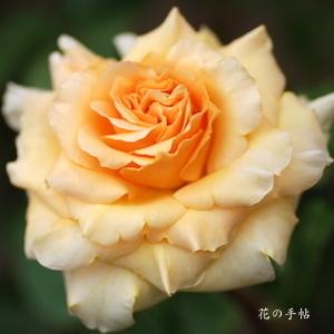 バラ　ウェルウィン ガーデン グローリー（ROSE　Welwyn Garden Glory）｜花の手帖のバラ図鑑