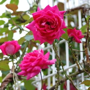 バラ　ウェンディ カッソンズ（ツル）（ROSE　Wendy Cussons Cl）｜花の手帖のバラ図鑑