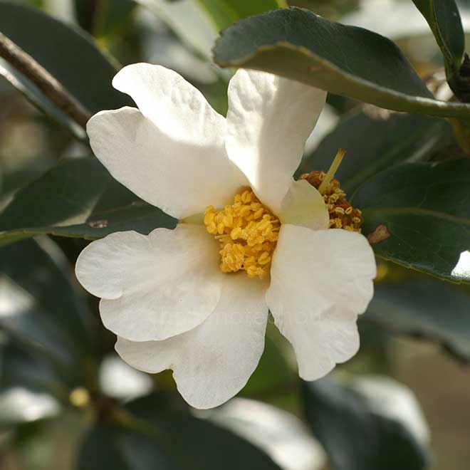 椿 カメリア ドルピヘラ｜花の手帖の椿図鑑