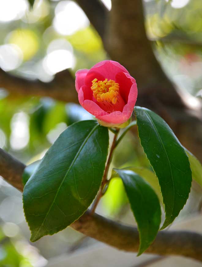 椿 高台寺｜花の手帖の椿図鑑