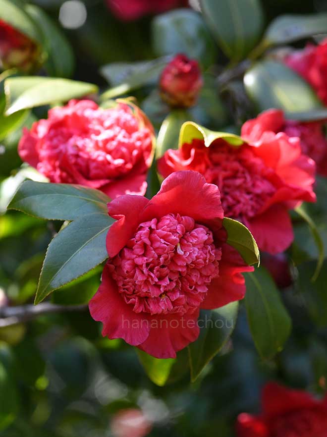 椿 紅獅子｜花の手帖の椿図鑑