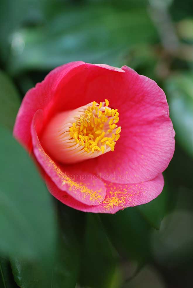 椿 ヤブツバキ|花の手帖の椿図鑑