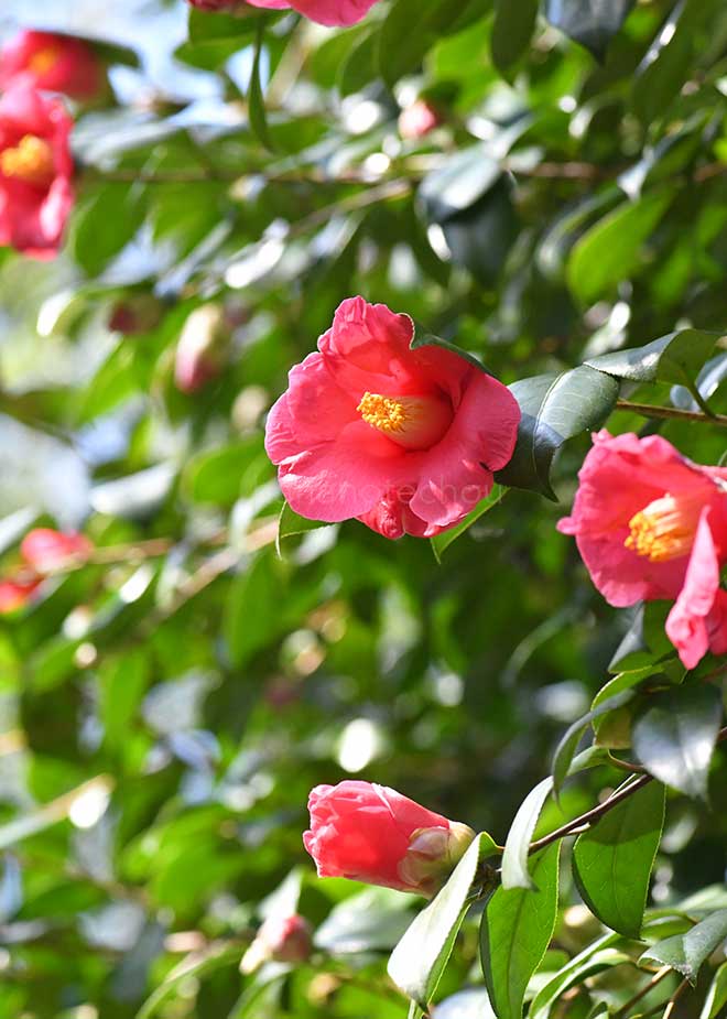 椿 ヤブツバキ|花の手帖の椿図鑑