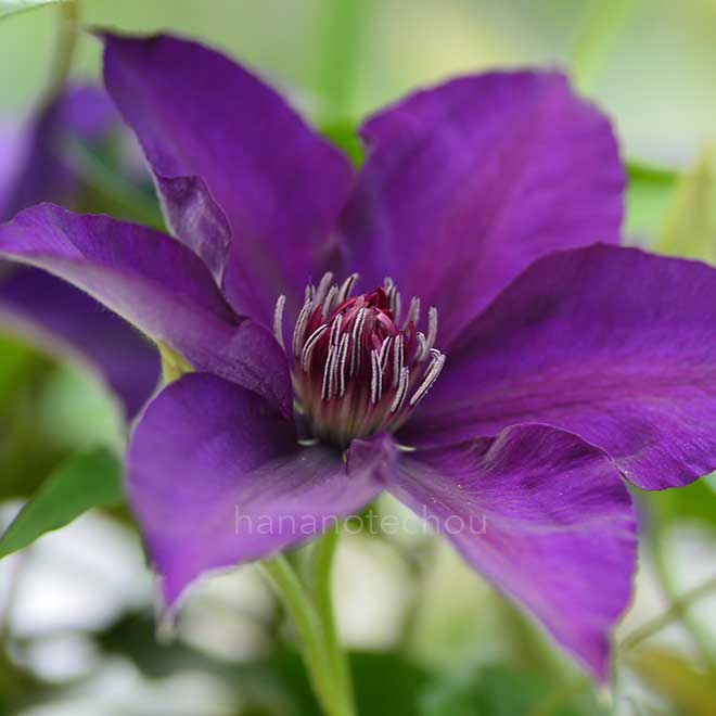 クレマチス さのの紫｜花の手帖のクレマチス図鑑