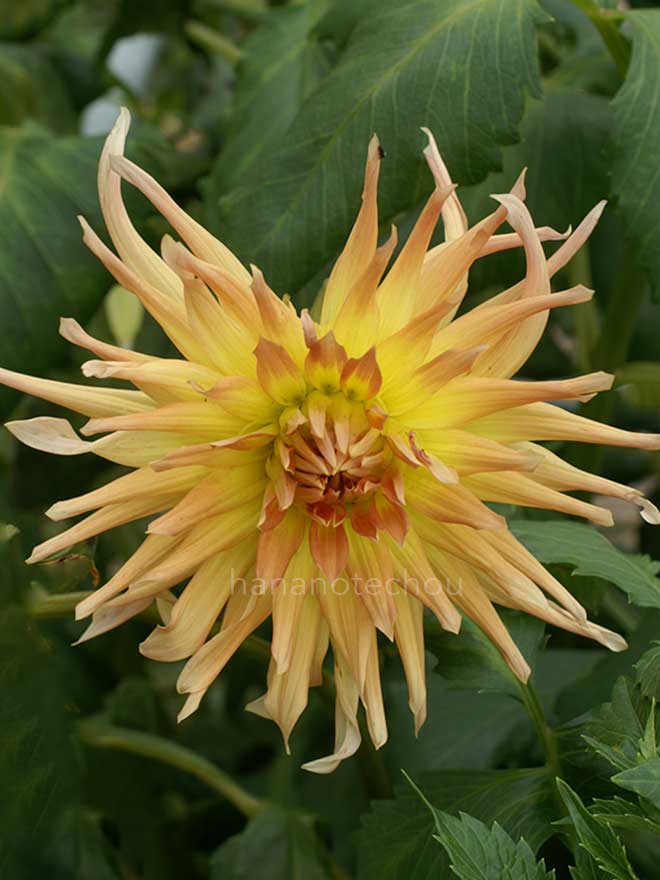 ダリア バグシャルス ゴールド クローネ|花の手帖のダリア図鑑