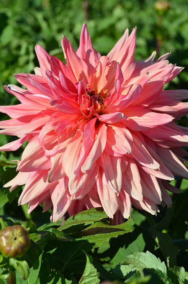 ダリア ベル オブ バルメラ｜花の手帖のダリア図鑑