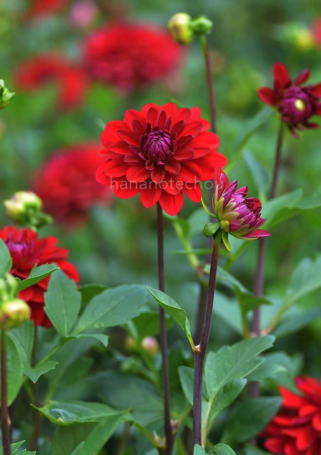 ダリア 紅舟唄｜花の手帖のダリア図鑑