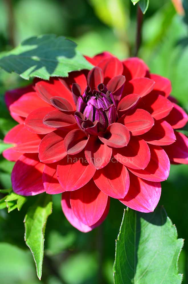 ダリア 紅すずめ｜花の手帖のダリア図鑑