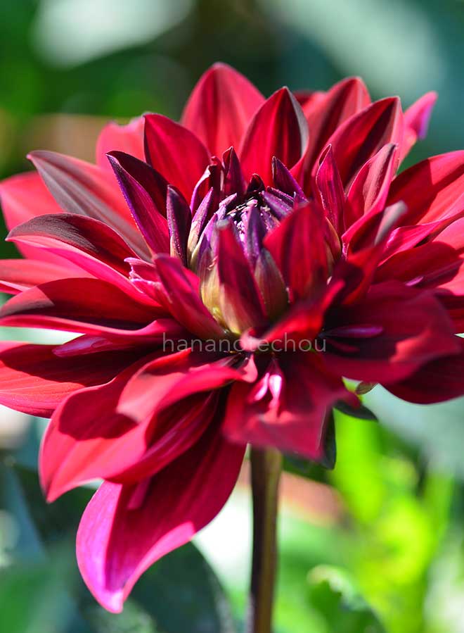 ダリア ブラック キャット｜花の手帖のダリア図鑑