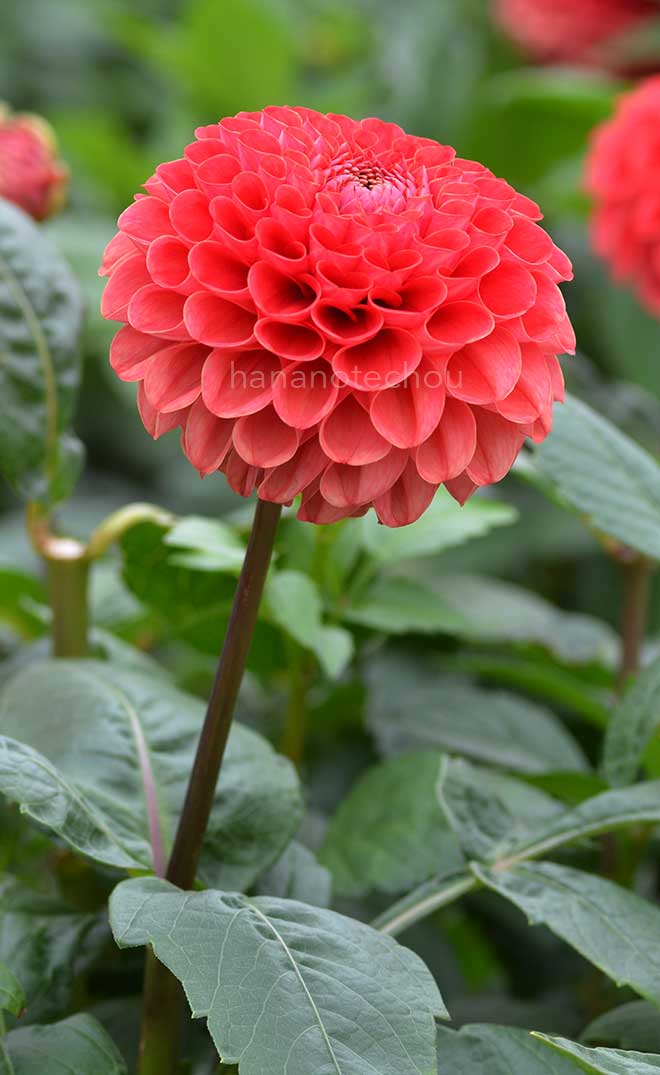 ダリア 牧歌｜花の手帖のダリア図鑑