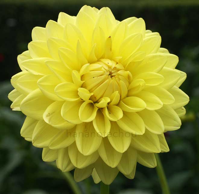 ダリア ブリストル サニー｜花の手帖のダリア図鑑