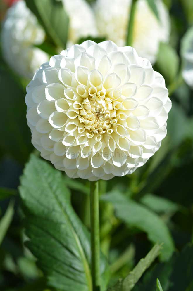 ダリア ブルックサイド スノーボール|花の手帖のダリア図鑑