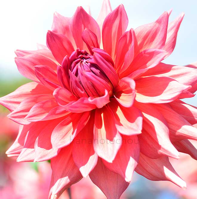 ダリア 武将｜花の手帖のダリア図鑑