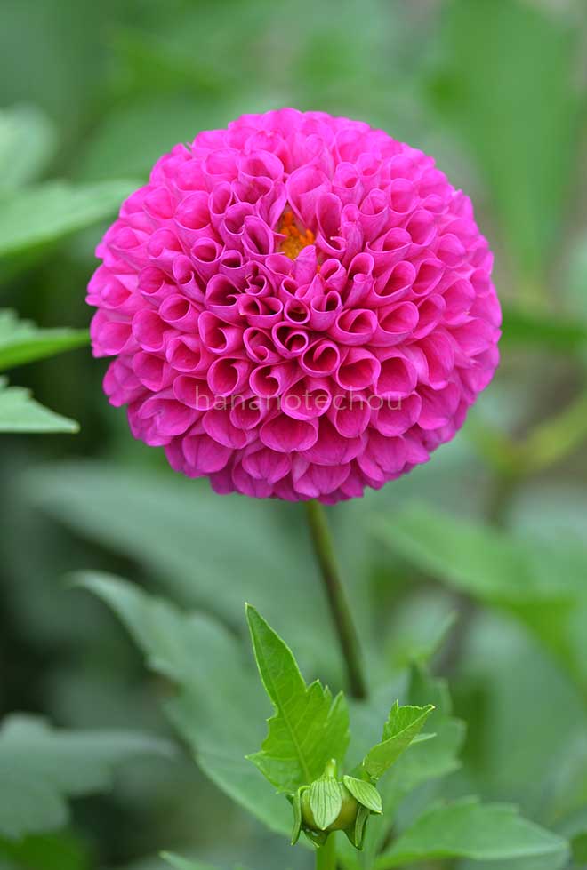 ダリア センチメンタル｜花の手帖のダリア図鑑