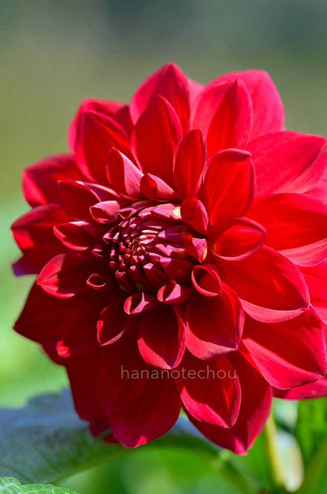 ダリア チェルシーペンショナー｜花の手帖のダリア図鑑