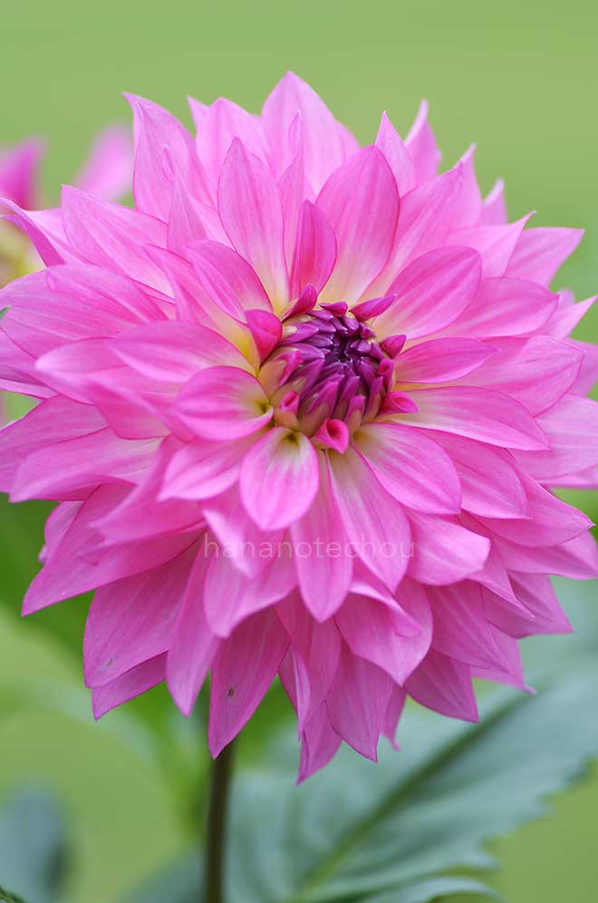 ダリア シフォン ピンク｜花の手帖のダリア図鑑