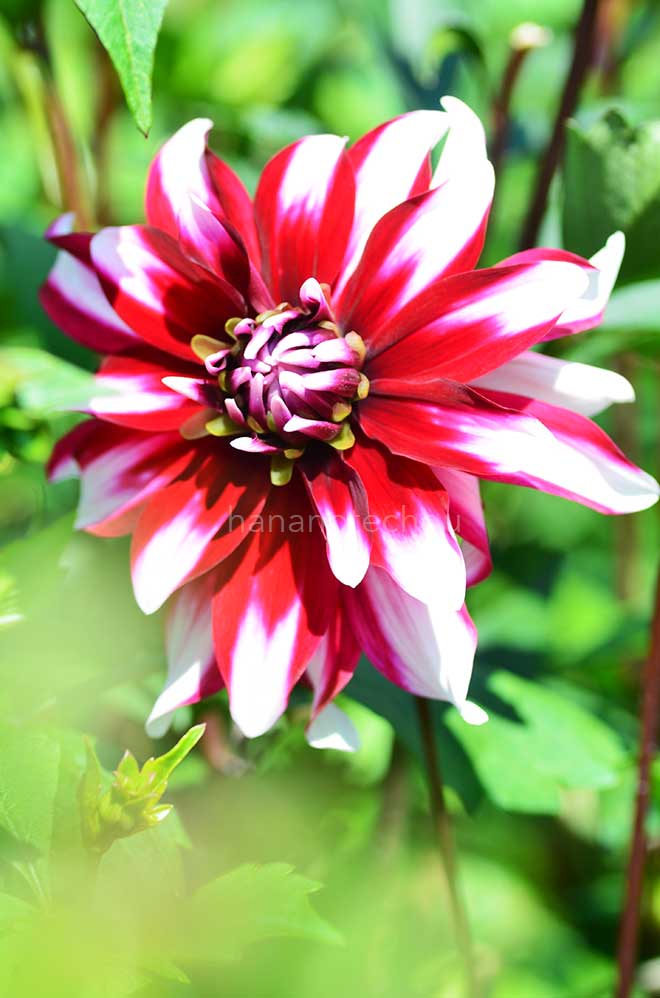 ダリア 蝶｜花の手帖のダリア図鑑