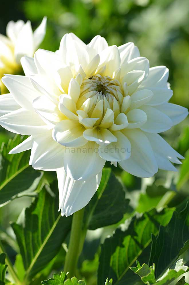 ダリア 鳥海の春｜花の手帖のダリア図鑑