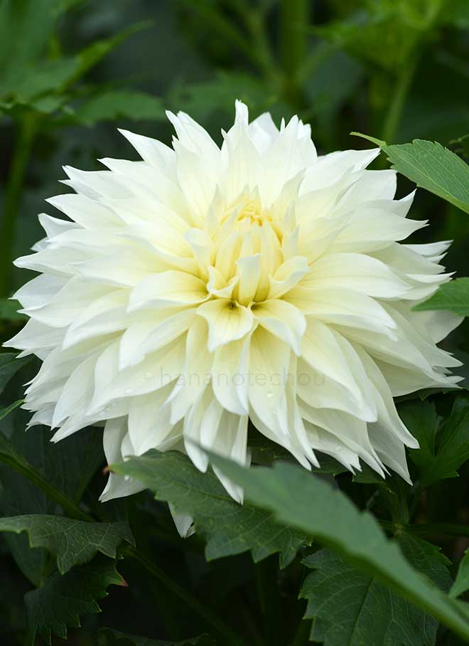 ダリア ダイヤモンド ダスト｜花の手帖のダリア図鑑