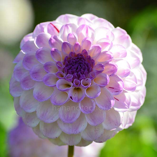 ダリア ジプシー キッス｜花の手帖のダリア図鑑