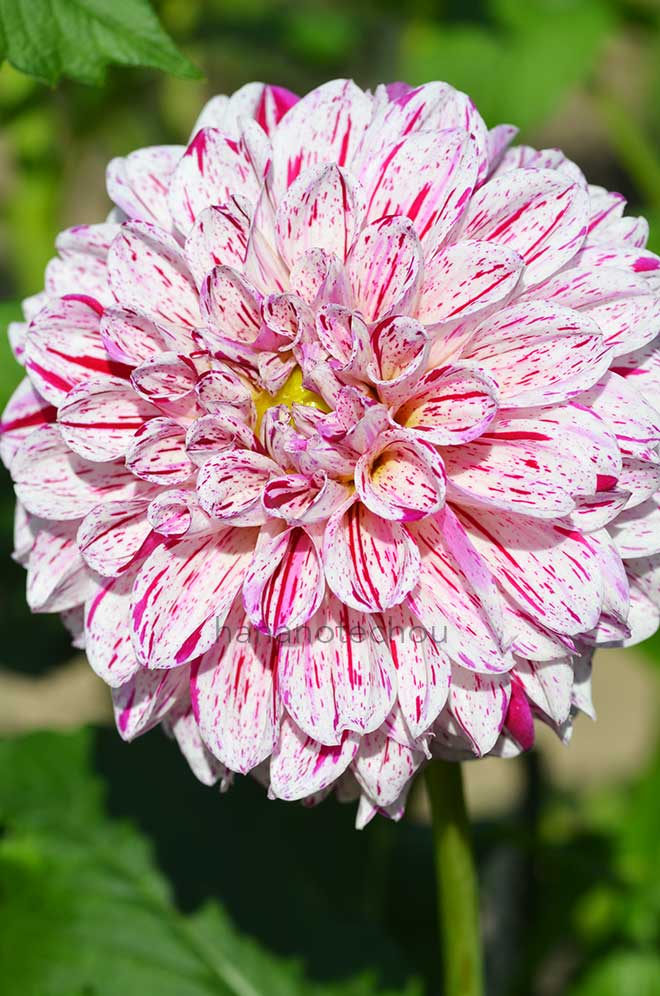 ダリア ジャパニーズ ダンサー|花の手帖のダリア図鑑