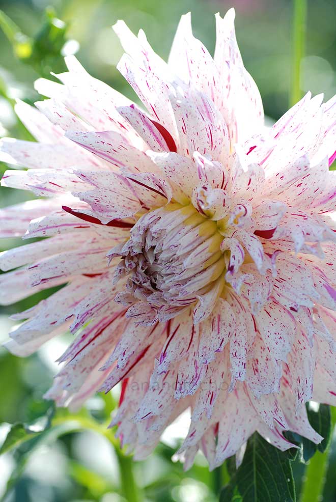 ダリア ジャズダンス｜花の手帖のダリア図鑑