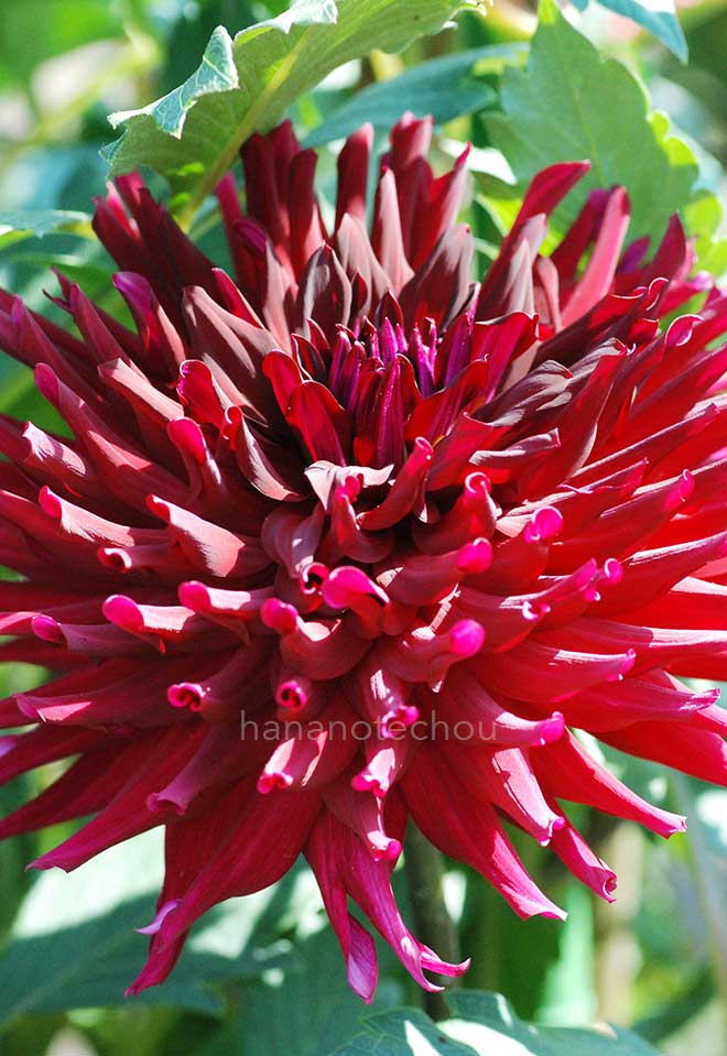 ダリア ジャンヌ ゲルバイス｜花の手帖のダリア図鑑