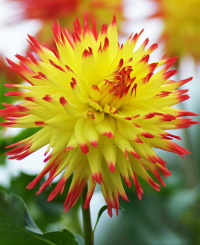 ダリア ジェシカ｜花の手帖のダリア図鑑