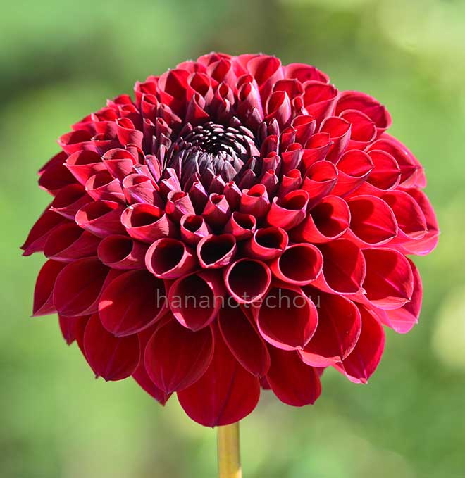 ダリア ジェシー G｜花の手帖のダリア図鑑