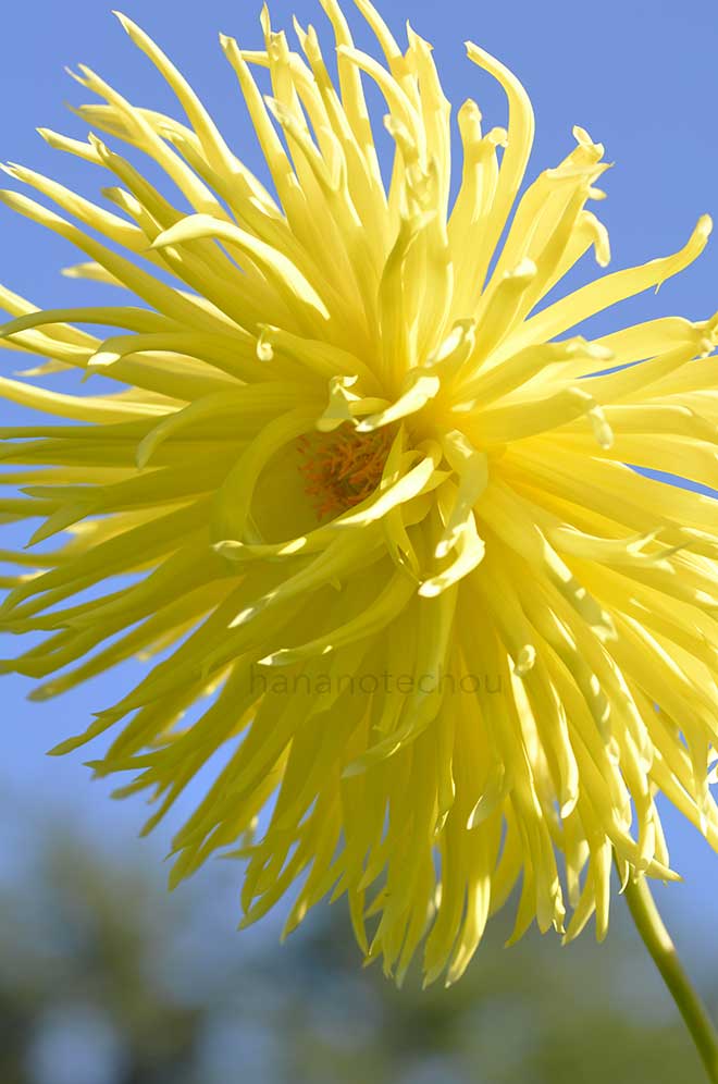 ダリア ジュエル エイリーン｜花の手帖のダリア図鑑