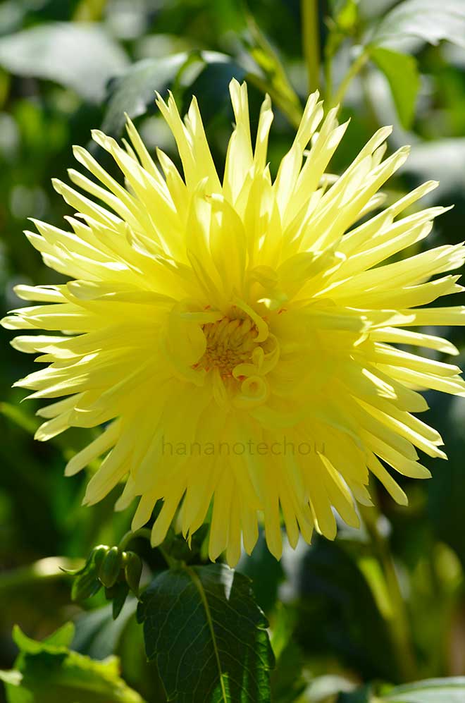 ダリア ジュエル エイリーン｜花の手帖のダリア図鑑