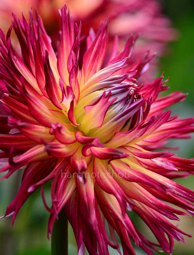 ダリア 序曲｜花の手帖のダリア図鑑