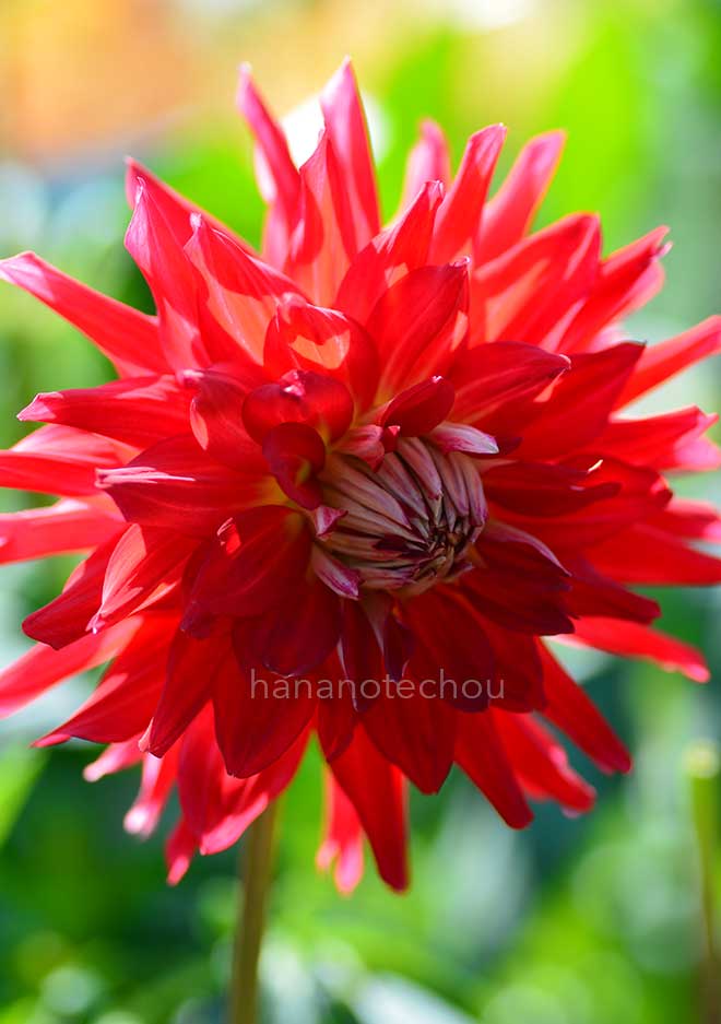 ダリア 情炎舞｜花の手帖のダリア図鑑