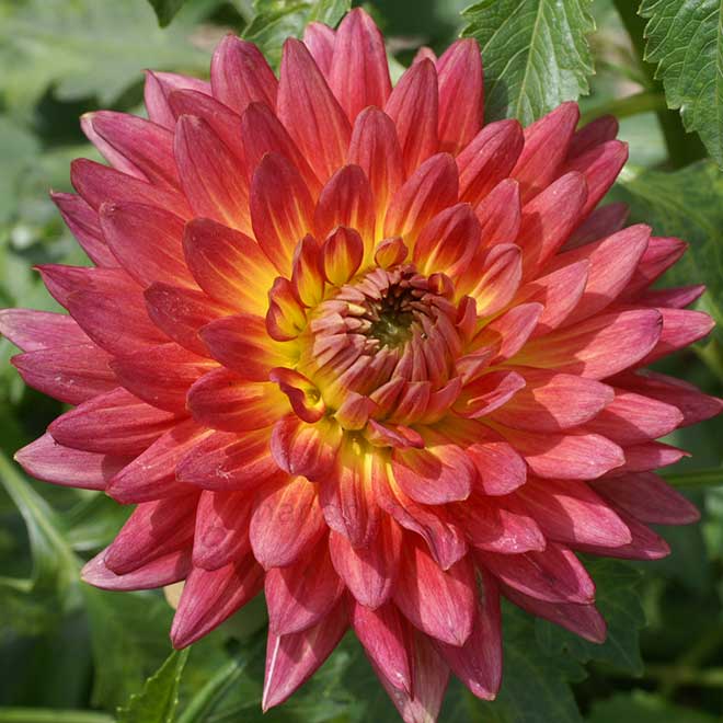 ダリア 才媛｜花の手帖のダリア図鑑