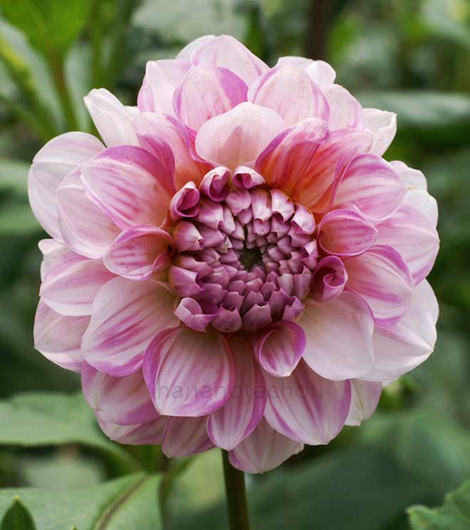 ダリア 桜貝｜花の手帖のダリア図鑑