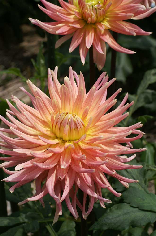 ダリア サーモン レイズ｜花の手帖のダリア図鑑