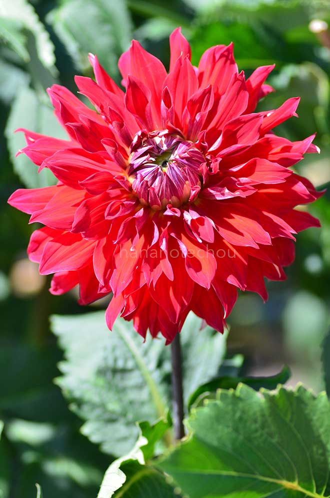 ダリア サムライ｜花の手帖のダリア図鑑